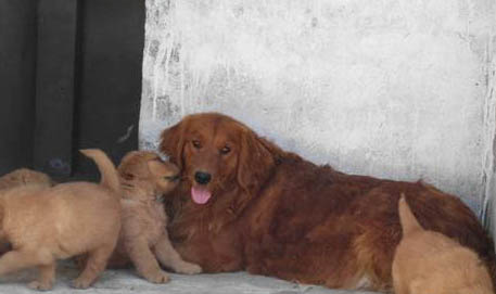 金毛纯种多少钱幼犬