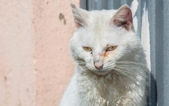 刚出生小猫不动了四肢冰冷