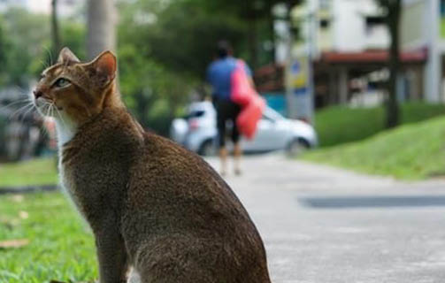 新加坡猫为什么会睡觉卷成一团