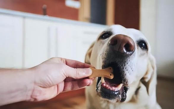 狗狗得了狂犬病还能活多久