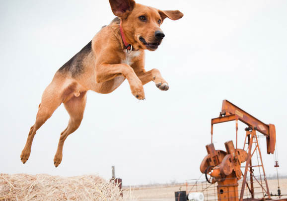 美国猎狐犬性情怎么样啊