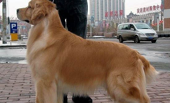 金毛犬生产后吃什么好