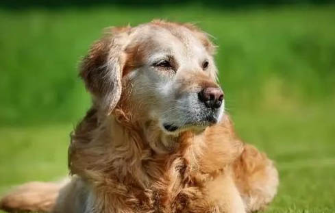 高加索犬多少钱一只