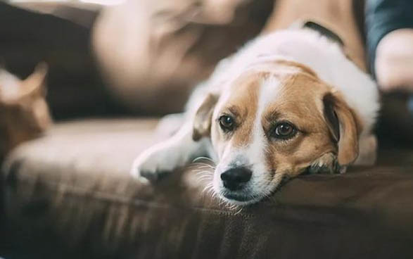 狗狗眼屎多且黄脓状的原因及处理方法