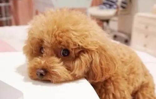 泰迪犬多少钱一只?小型宠物狗泰迪价格