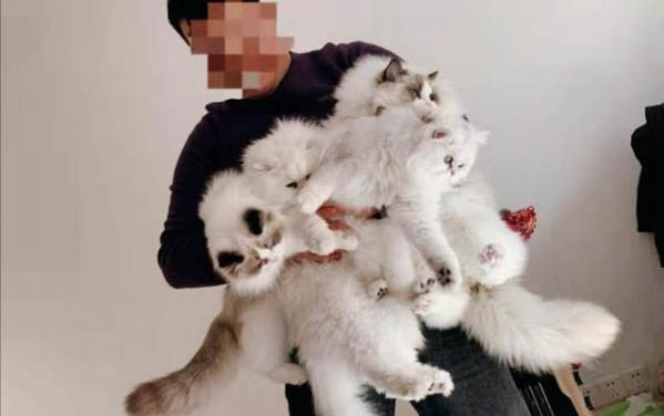 怎么纠正小猫咬人挠人的行为