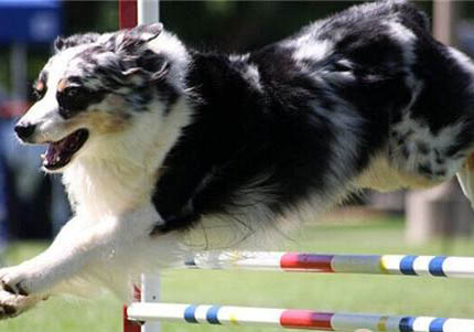 澳大利亚牧牛犬训练技巧有哪些