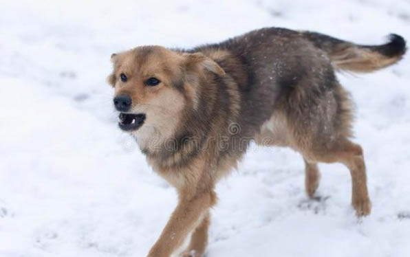 狗狗神经性犬瘟抽搐吃什么药