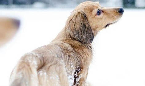 治犬瘟大概要多少钱