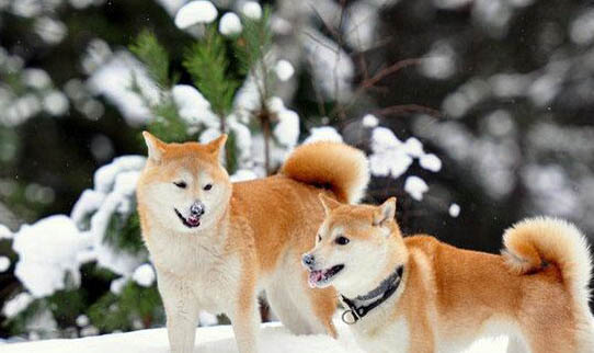 日本秋田犬价格多少钱一只