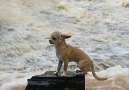 吉娃娃犬幼犬的饲养与管理