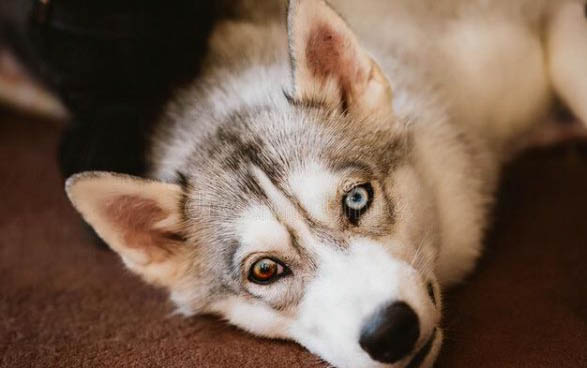 狗狗打狂犬疫苗多少钱