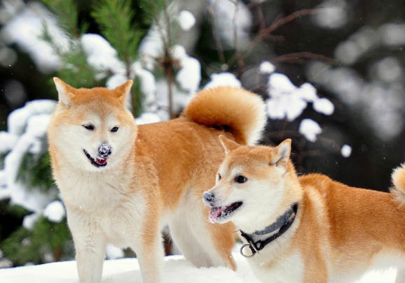 柴犬夏天需要开空调吗