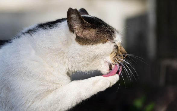 小猫肚子咕咕叫的原因及处理方法