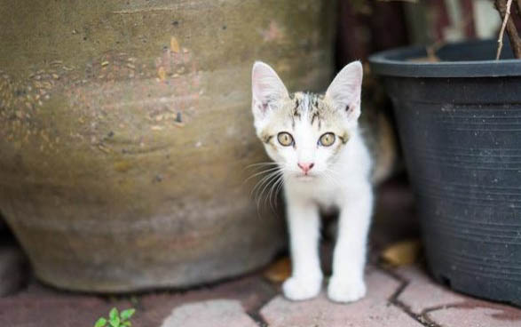 猫猫流黄鼻涕怎么办