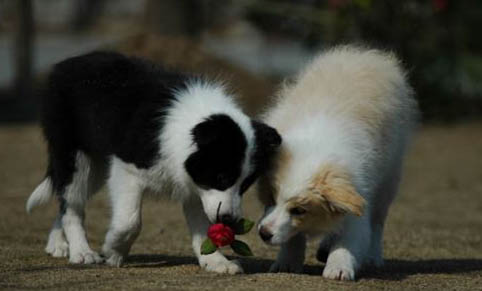 边境牧羊犬好养吗