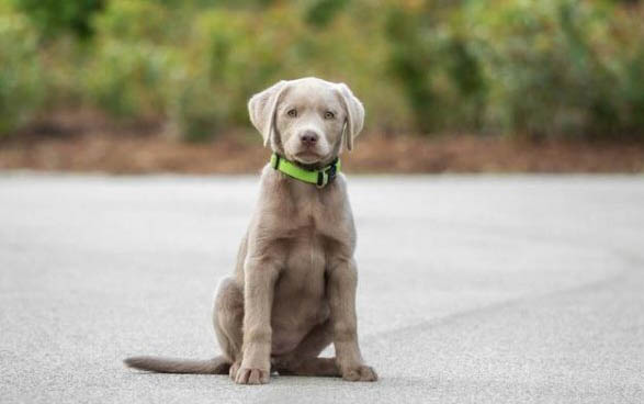 纯种拉布拉多犬特征