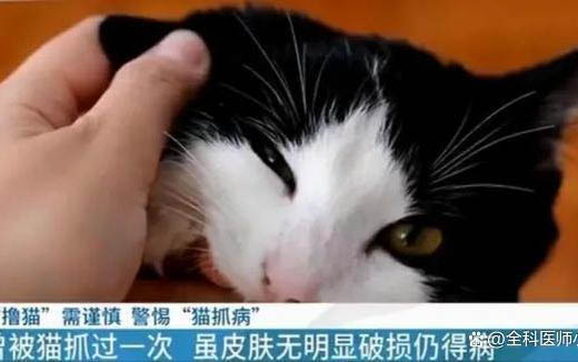 刚满月的小猫不吃不喝是怎么回事