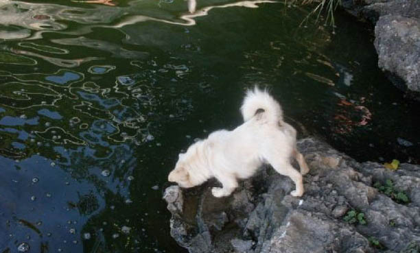 狗狗怀孕期间能体外驱虫吗