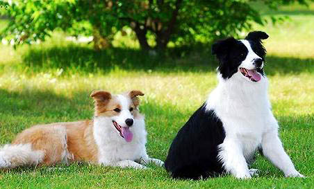 边境牧羊犬适合饲养吗边境牧羊犬好养吗