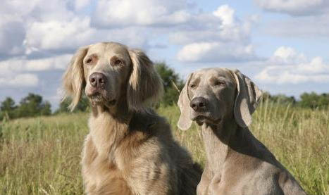 美国水猎犬的寿命一般是多久