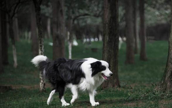 边牧幼犬多大可以洗澡