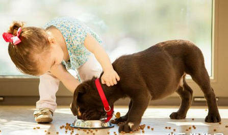 幼犬狗粮成犬可以吃吗