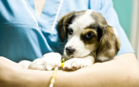 怎样让幼犬晚上睡通宵