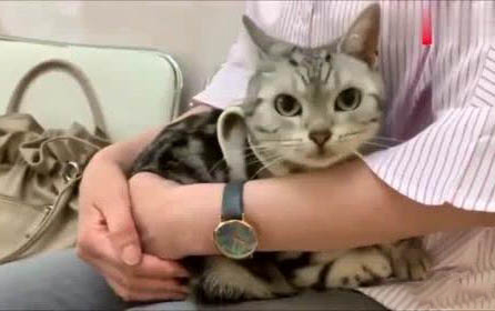 猫咪训练三个月要怎么做