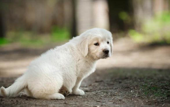 狗狗怀孕有什么情况特征