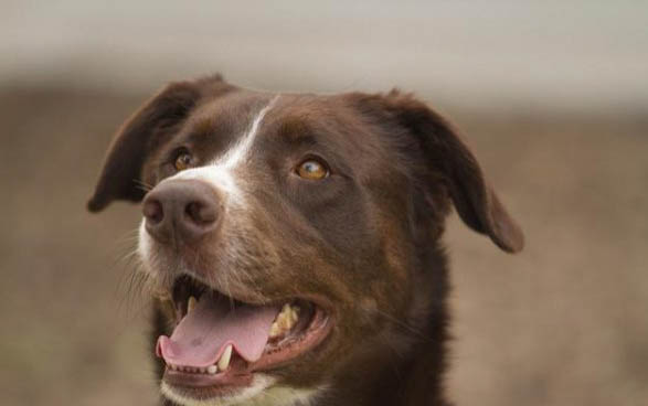 比特犬如何喂养长得壮