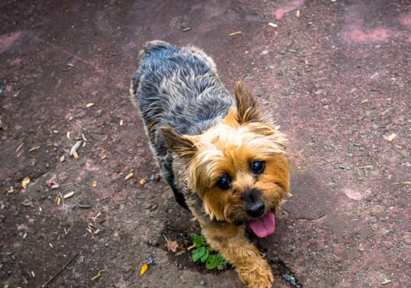 澳大利亚牧牛犬不能吃什么