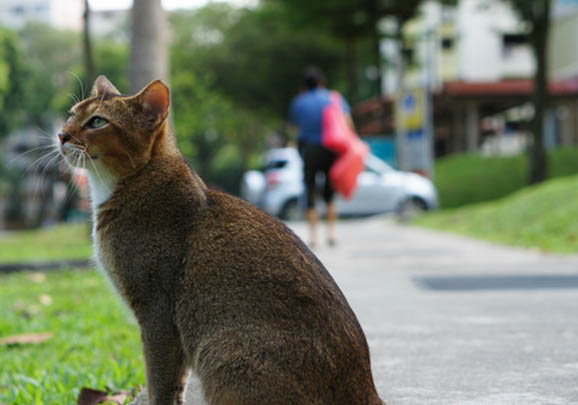 新加坡猫呕吐拉肚子的原因及处理方法