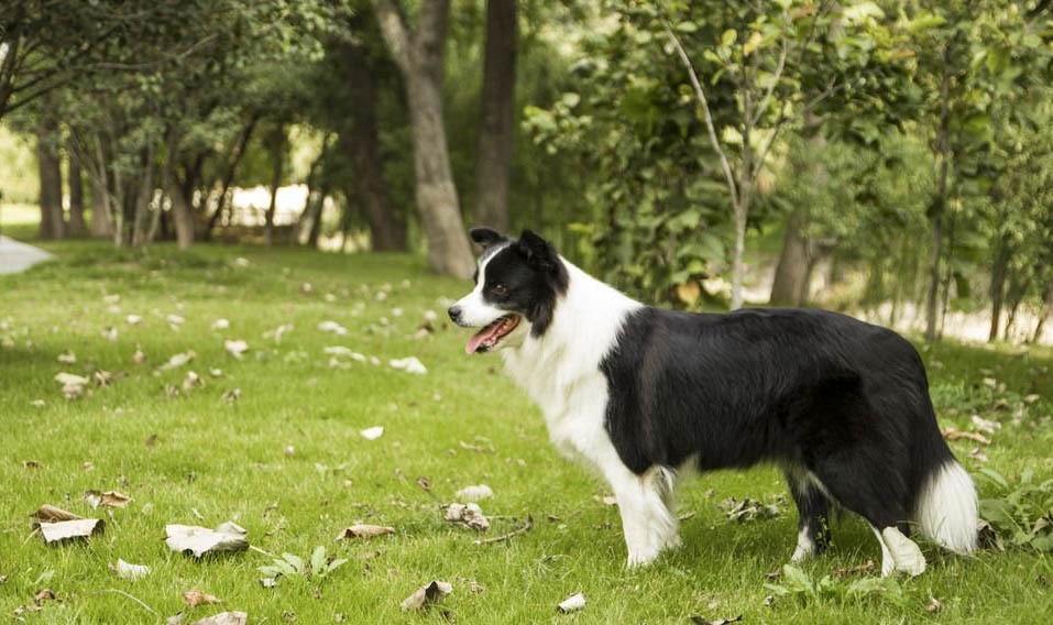 边境牧羊犬好不好养