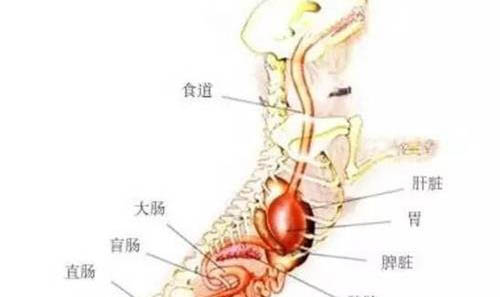 狗狗为什么会皮炎瘙痒呢