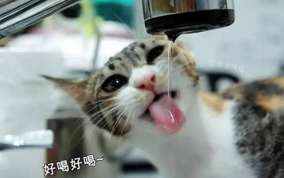 猫咪为什么会嗓子哑