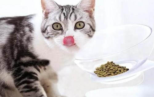 猫咪吃了驱虫药后多久排干净虫子呢