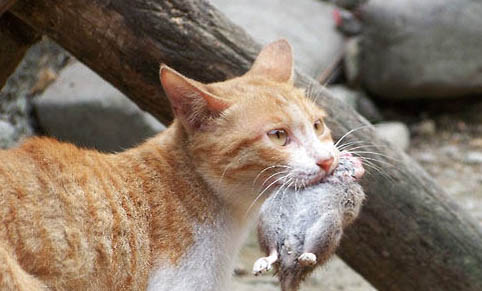 怎样训练猫抓老鼠