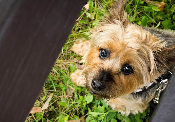 澳大利亚梗幼犬多少钱一只