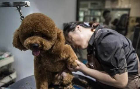 泰迪犬如何喂养