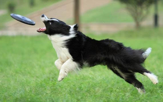 边境牧羊犬一般多少钱一只