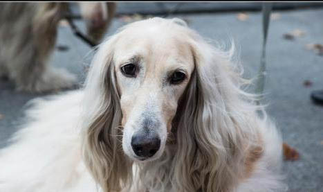 博伊金猎犬的外貌特征性格