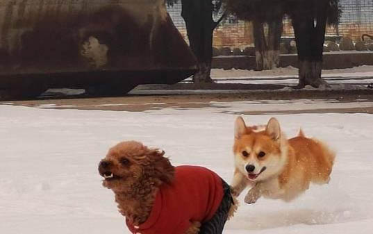 如何判断狗狗怀孕了没有