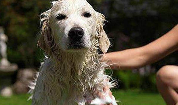 高加索犬幼犬价格价目表