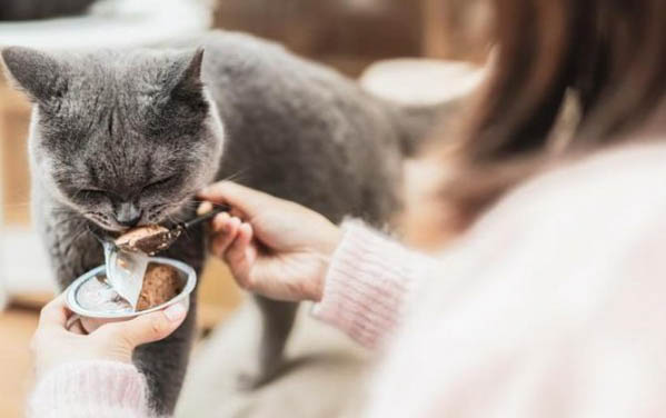 怎么样训练猫捉老鼠呢