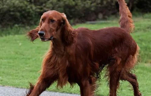 哥顿雪达犬生活习惯