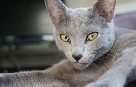 猫瘟潜伏期打单抗还是干扰素一天注射几次