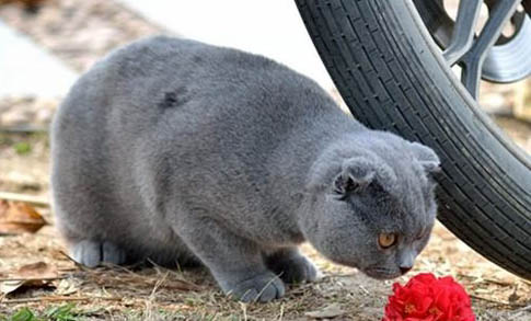 狗狗吃了猫的营养膏会怎么样