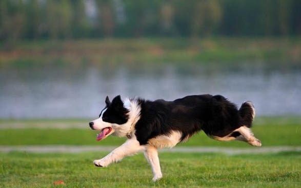 怎么样挑选边境牧羊犬？