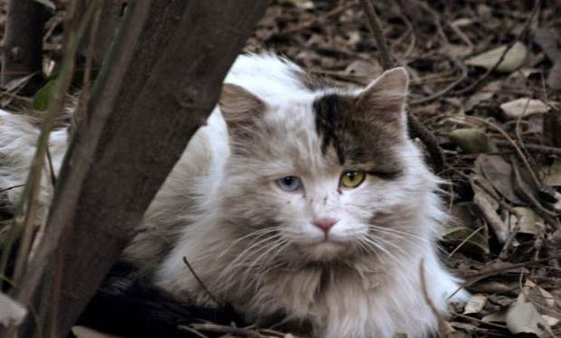 流浪猫可以喂食什么